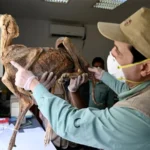 جنید صفدر کی دوسری شادی کی تقریبات آج سے شروع، سوشل میڈیا پر چرچے