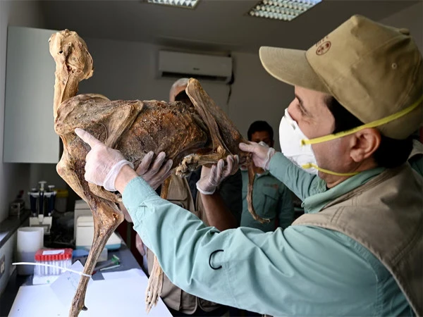 سعودیہ: 1800 سال قبل حنوط شدہ چیتوں باقیات برآمد