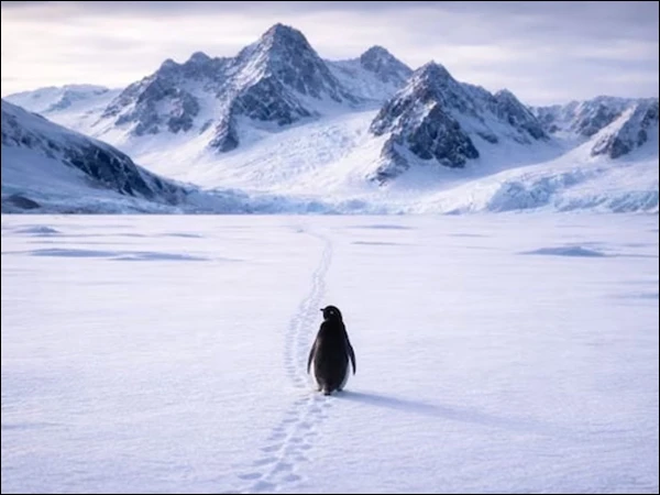 اپنی کالونی سے دور جانیوالے تنہا پینگوئن کی ویڈیو کیوں وائرل ہورہی ہے؟