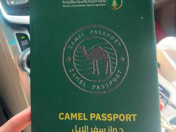 سعودی عرب کا انوکھا اقدام، اونٹوں کے لیے پاسپورٹ متعارف کرا دیا