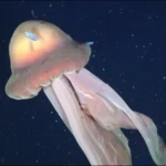 تنخواہ دار طبقے کی جانب سے ادا کیے جانیوالے انکم ٹیکس میں اضافہ