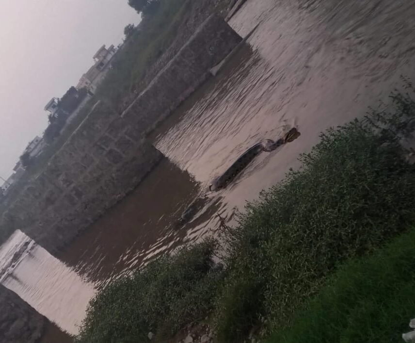 کاک پل کے علاقے سواں میں پانی میں اژدہا، مال مویشیوں کو نقصان